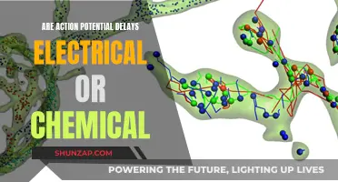 Understanding Action Potential Delays: Electrical or Chemical?