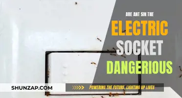 Electric Sockets and Ants: A Dangerous Combination?