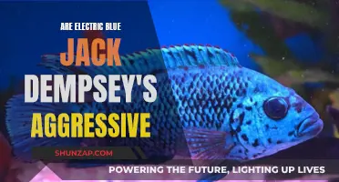 The Aggressive Nature of Electric Blue Jack Dempseys