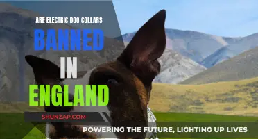 Electric Dog Collars: Banned in England?