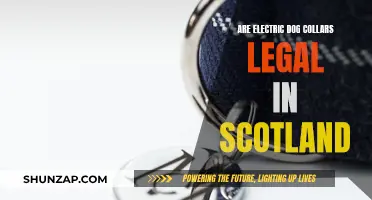 Electric Dog Collars: Are They Legal in Scotland?