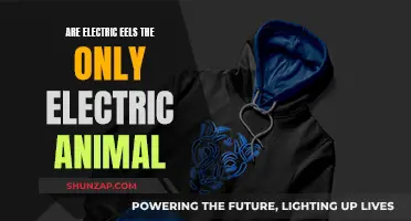 Electric Eels: Nature's Shocking Secret or Common Wonder?