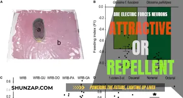 Electric Forces: Attraction or Repulsion in Neurons?