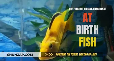 Electric Fish: Are Their Organs Functional at Birth?