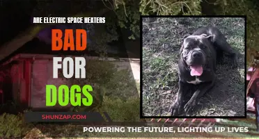 Space Heaters and Dogs: A Safe Combination?