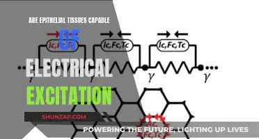 Epithelial Tissues: Electrical Excitement and Their Capabilities