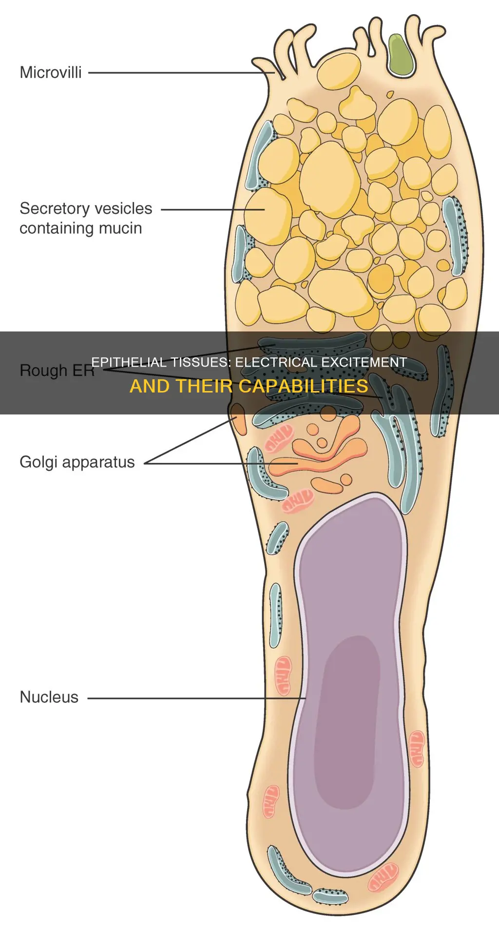 are epithelial tissues capable of electrical excitation