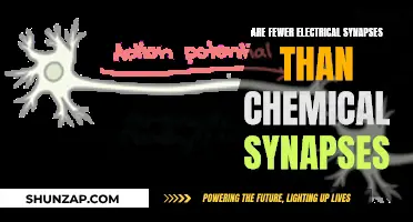 Electrical Synapses: Less Abundant, More Powerful?
