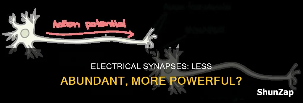 are fewer electrical synapses than chemical synapses