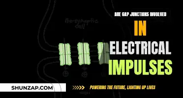 Gap Junctions: Electrical Impulse Enablers or Silent Bystanders?