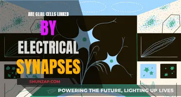 Glial Cells: Electrical Synapse Linkage Explained