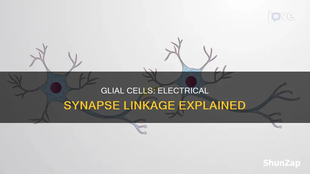 are glial cells linked by electrical synapses