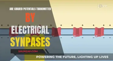 How Are Graded Potentials Transmitted? Electrical Synapse Conundrum