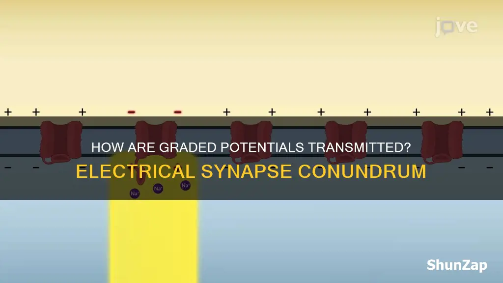 are graded potentials transmitted by electrical synpases