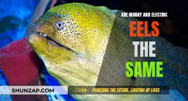 Unraveling the Mystery: Moray and Electric Eels' Similarities