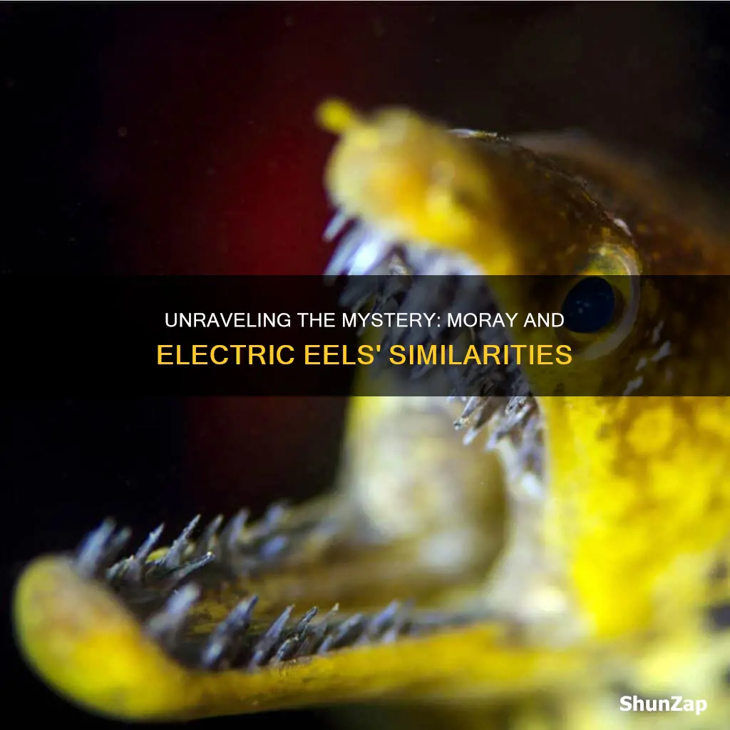 are moray and electric eels the same