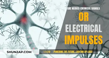 Understanding Nerve Function: Chemical and Electrical Harmony