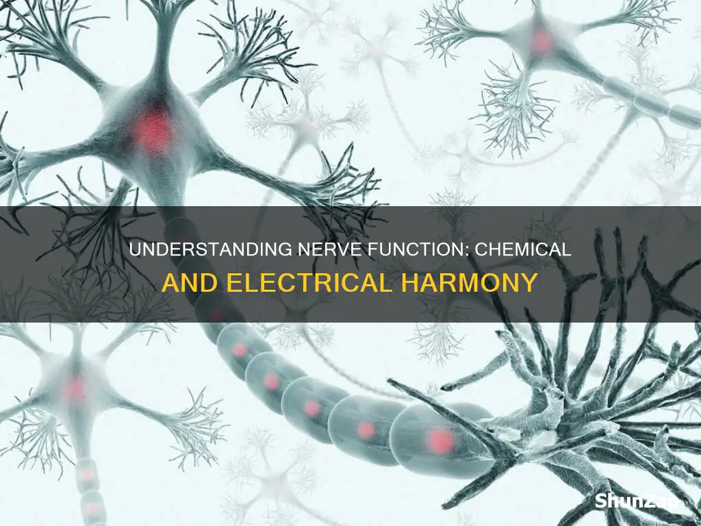 are nerves chemical signals or electrical impulses