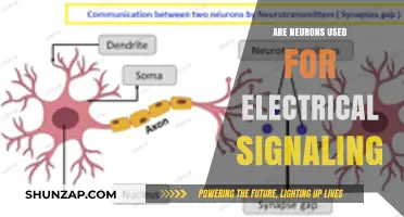 How Neurons Facilitate Electrical Signaling in the Brain