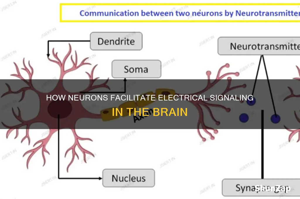 are neurons used for electrical signaling