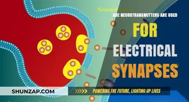 Neurotransmitters in Electrical Synapses: Unraveling Their Role and Function