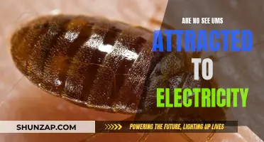 No See Um's Attraction: Electricity's Lure Explained