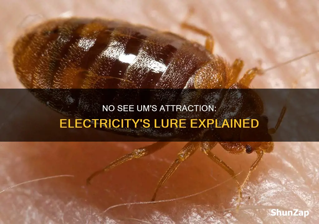 are no see ums attracted to electricity