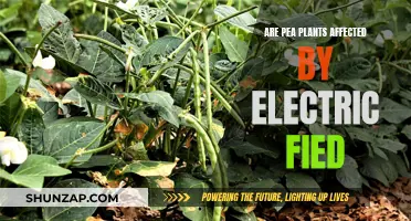 Electric Fields and Pea Plants: What's the Verdict?