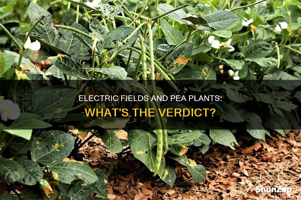 are pea plants affected by electric fied