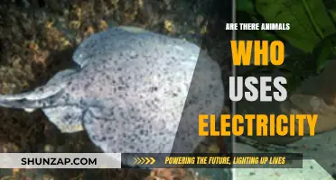 Electric Animals: Nature's Shocking Secrets and Surprising Species
