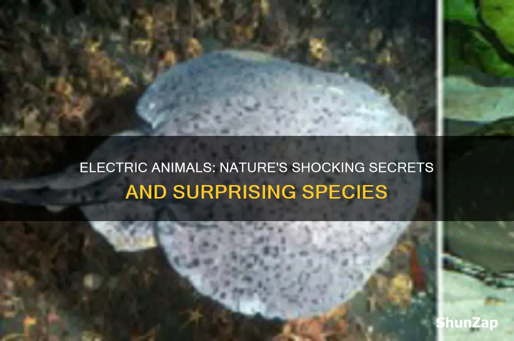 are there animals who uses electricity