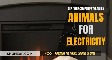 The Dark Side of Energy: Burning Animals for Electricity