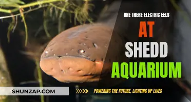 Electric Eel Encounter: Shedd Aquarium's Shocking Secret