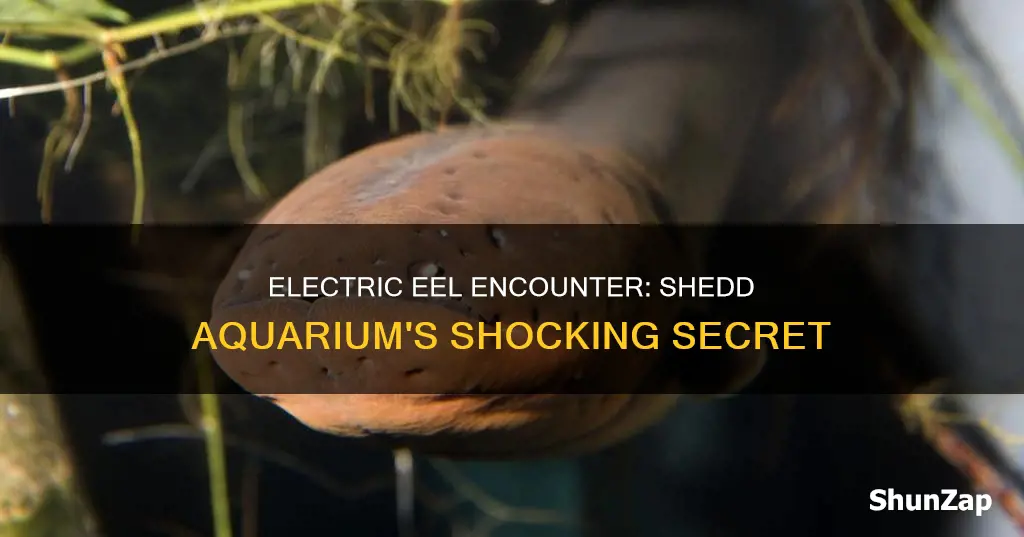 are there electric eels at shedd aquarium