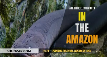 The Amazon's Electric Eels: A Real Shock!