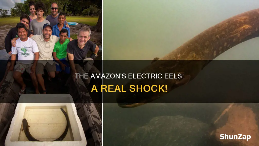 are there electric eels in the amazon