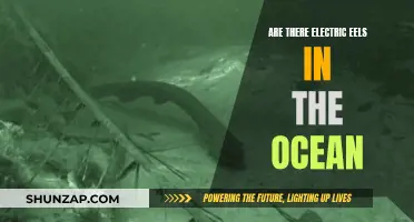 Electric Eels: Ocean Dwellers or Mythical Creatures?