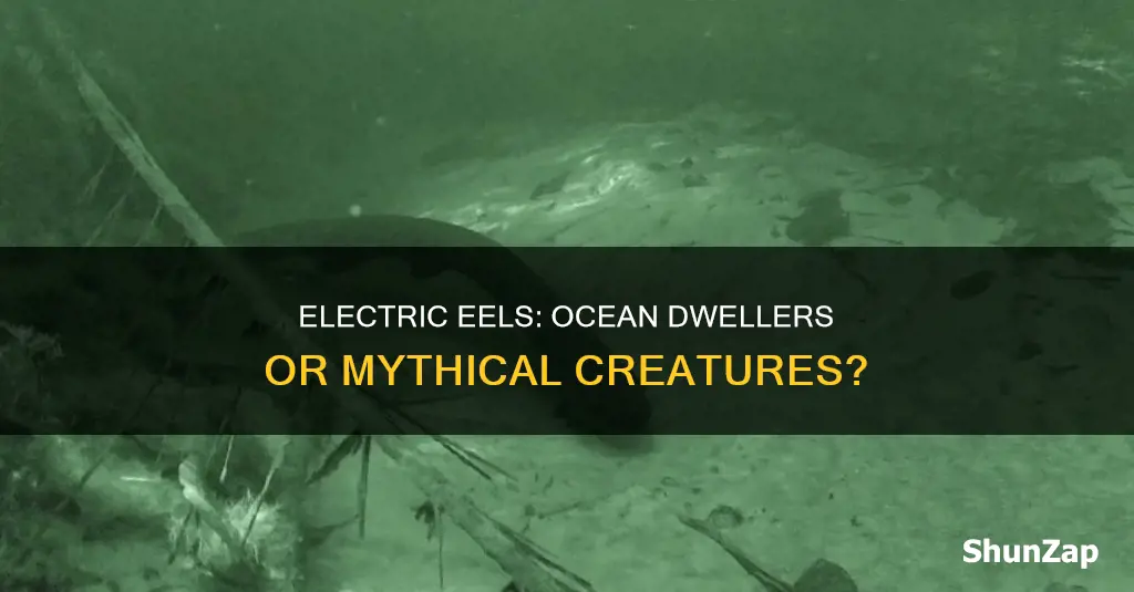 are there electric eels in the ocean
