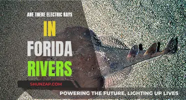 Electric Rays in Florida Rivers: What's the Truth?