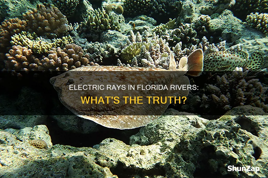are there electric rays in forida rivers