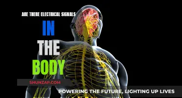 Electric Body: Understanding Our Electrical Signals