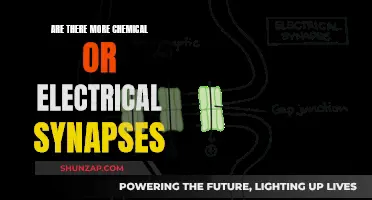 Understanding Synapses: Chemical vs Electrical Connections in Our Brain