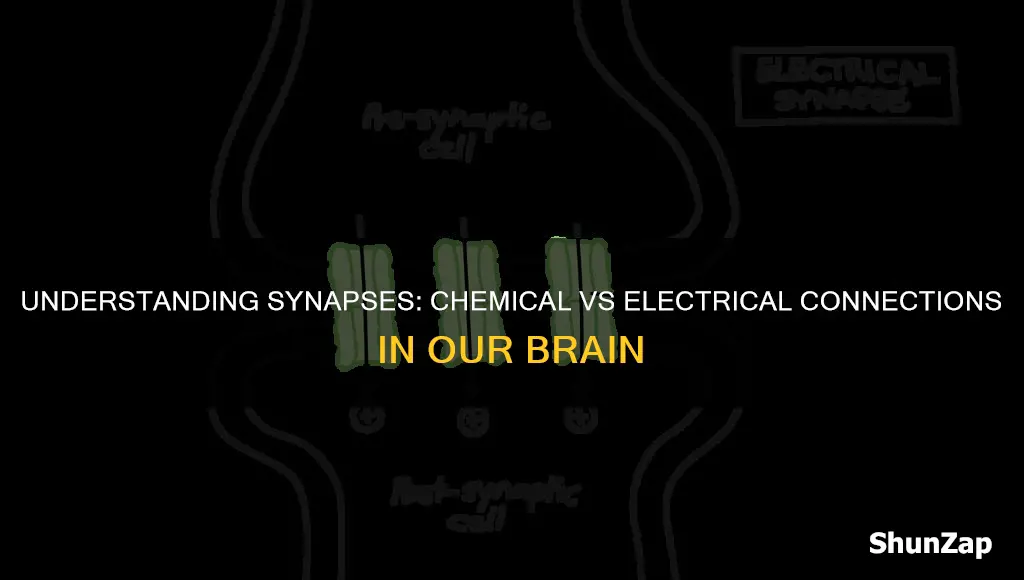 are there more chemical or electrical synapses