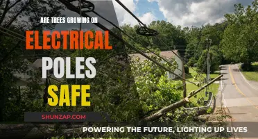 Trees on Poles: Safe or Hazardous?