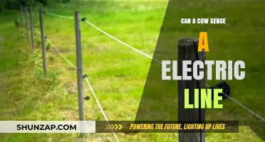 Can Cows Detect Electric Lines? Exploring Their Sensory Abilities