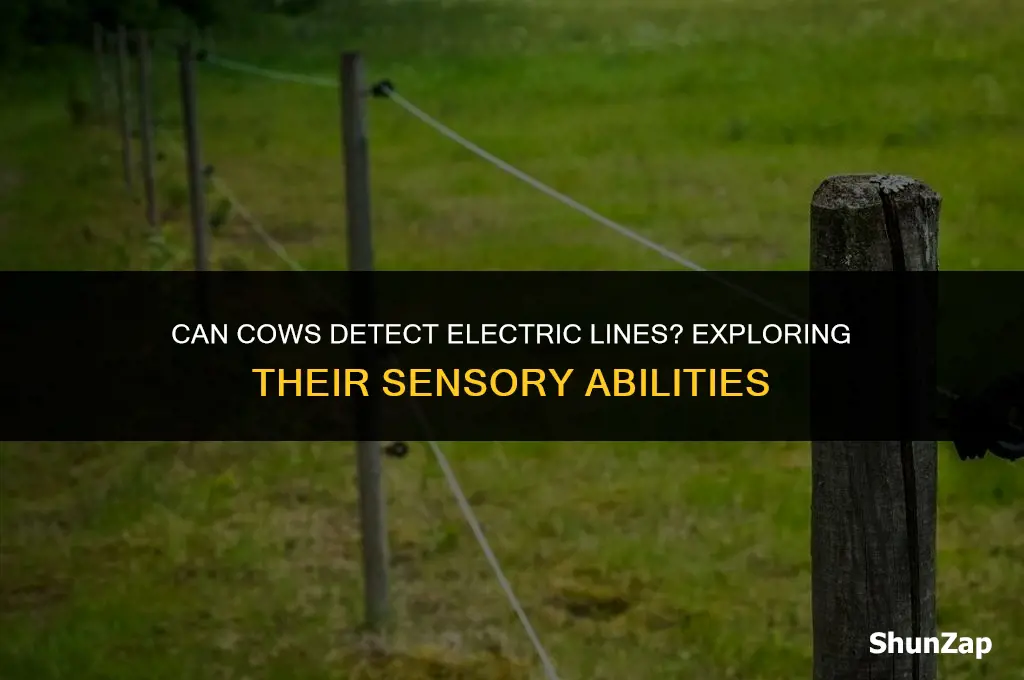 can a cow sense a electric line