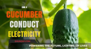 Exploring the Surprising Electrical Conductivity of Cucumbers