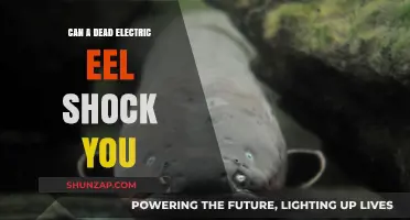 The Shocking Truth: Can a Dead Electric Eel Still Zap You?