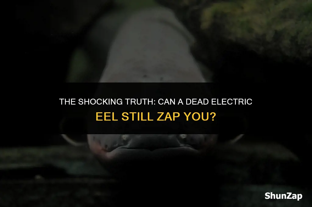 can a dead electric eel shock you