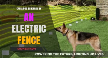 The Shocking Truth: Can an Electric Fence Be Fatal to Dogs?